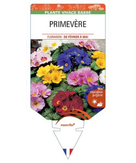 PRIMULA vulgaris voir Primevère (varié)