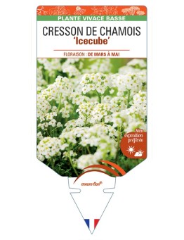 PRITZELAGO alpina Icecube voir Cresson de Chamois