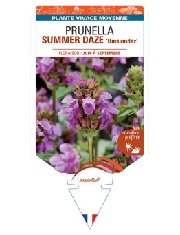 PRUNELLA SUMMER DAZE Binsumdaz