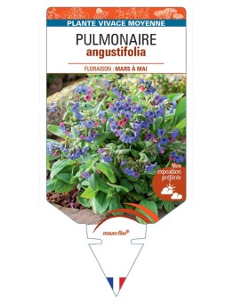 PULMONARIA ANGUSTIFOLIA (bleu)