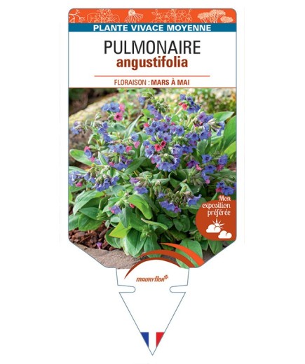 PULMONARIA ANGUSTIFOLIA (bleu)