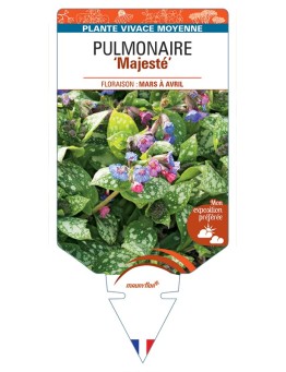 PULMONARIA Majesté