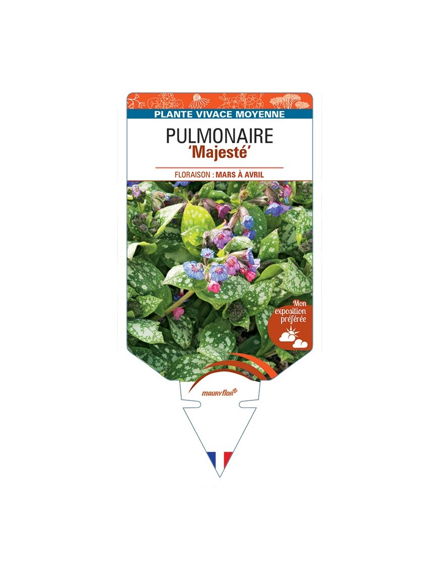 PULMONARIA Majesté