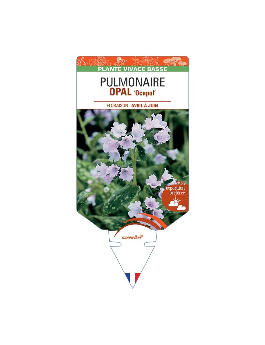 PULMONARIA OPAL Ocupol