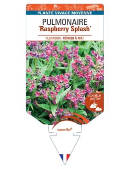 PULMONARIA Raspberry Splash
