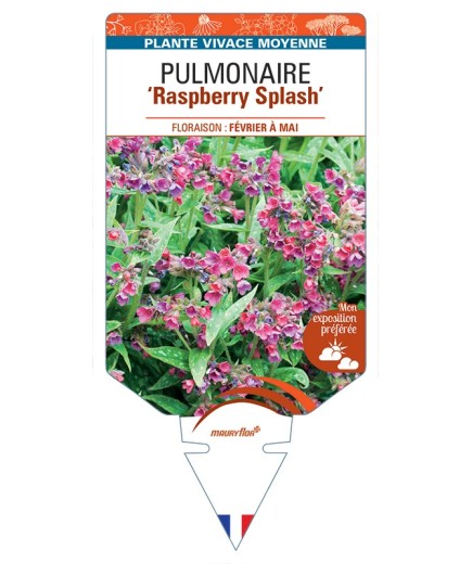 PULMONARIA Raspberry Splash