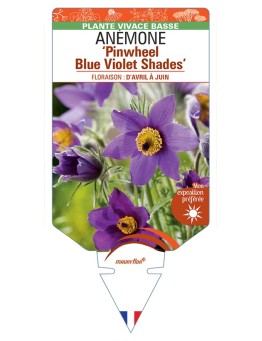 PULSATILLA vulgaris Pinwheel Blue Violet Shades voir Anémone