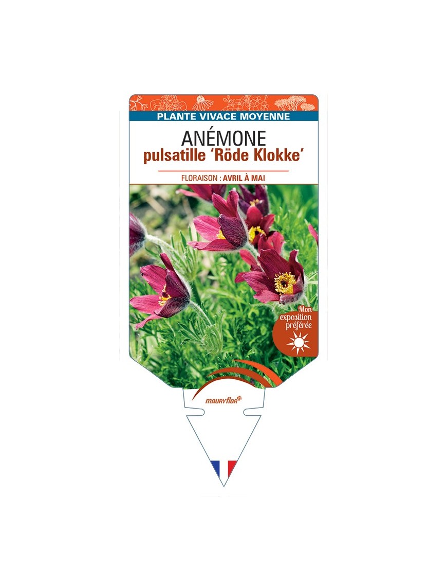 PULSATILLA vulgaris Röde Klokke voir Anémone