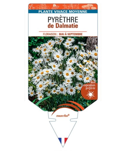 PYRÈTHRE de Dalmatie