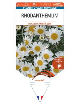 RHODANTHEMUM (blanc)
