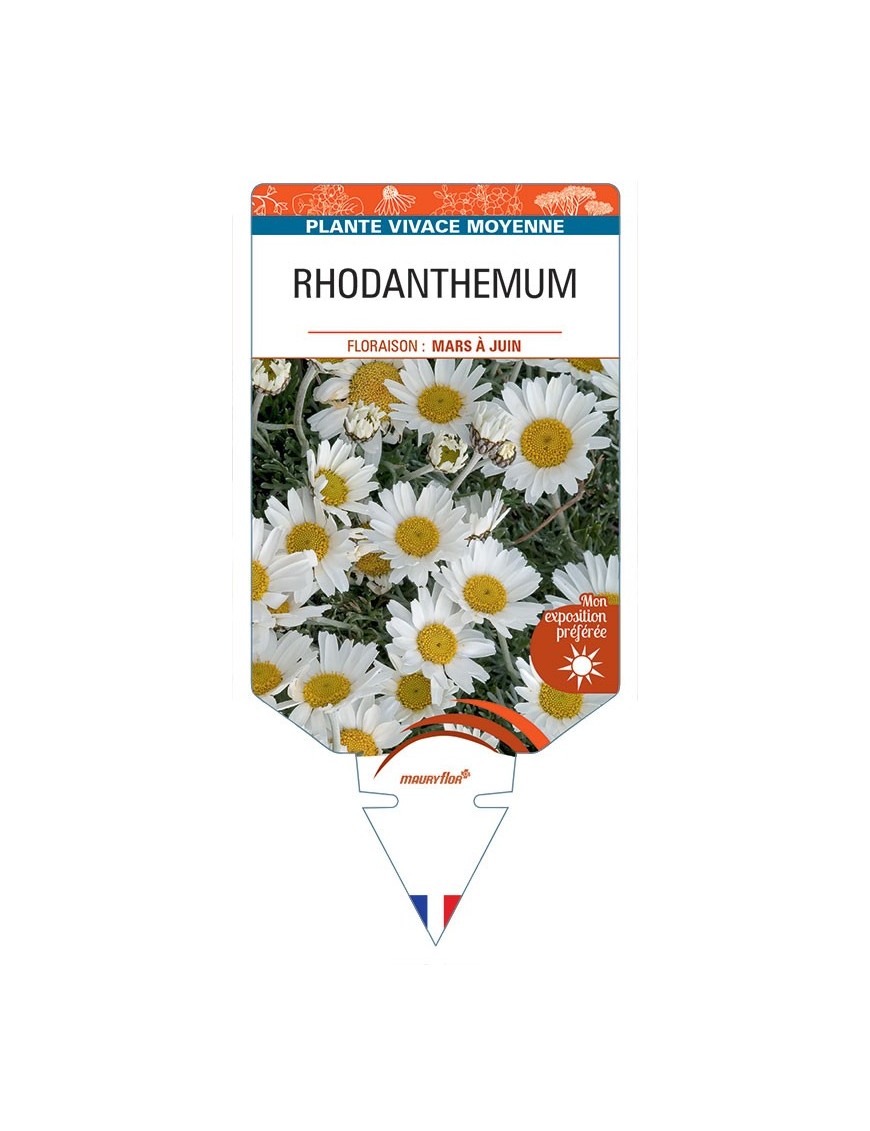 RHODANTHEMUM (blanc)