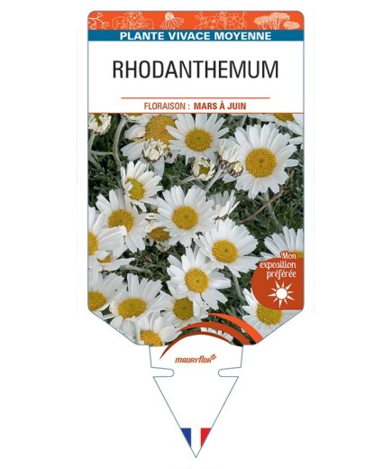 RHODANTHEMUM (blanc)