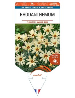 RHODANTHEMUM (jaune)