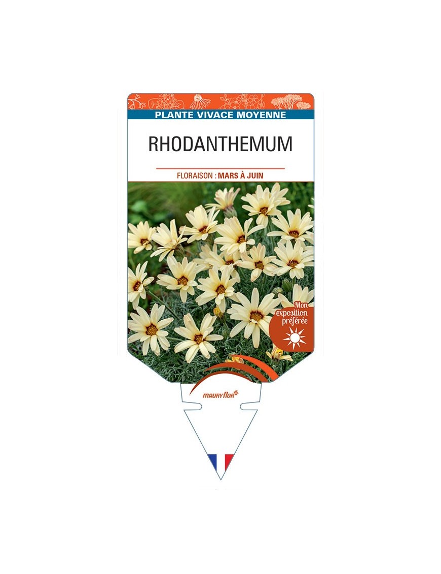RHODANTHEMUM (jaune)
