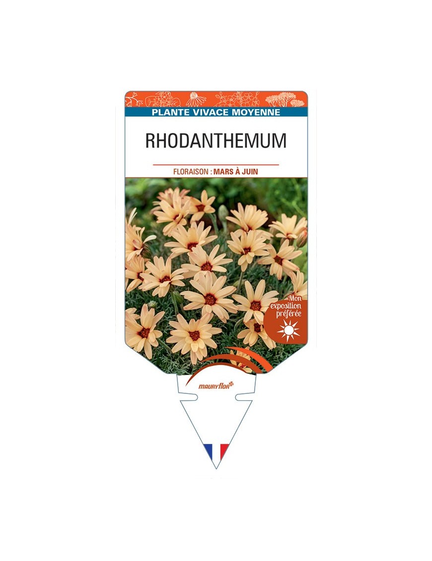 RHODANTHEMUM (orange)
