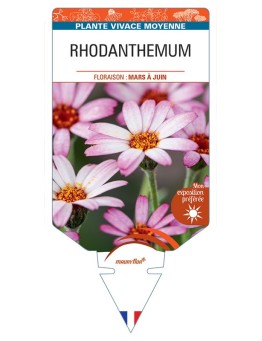 RHODANTHEMUM (rose)