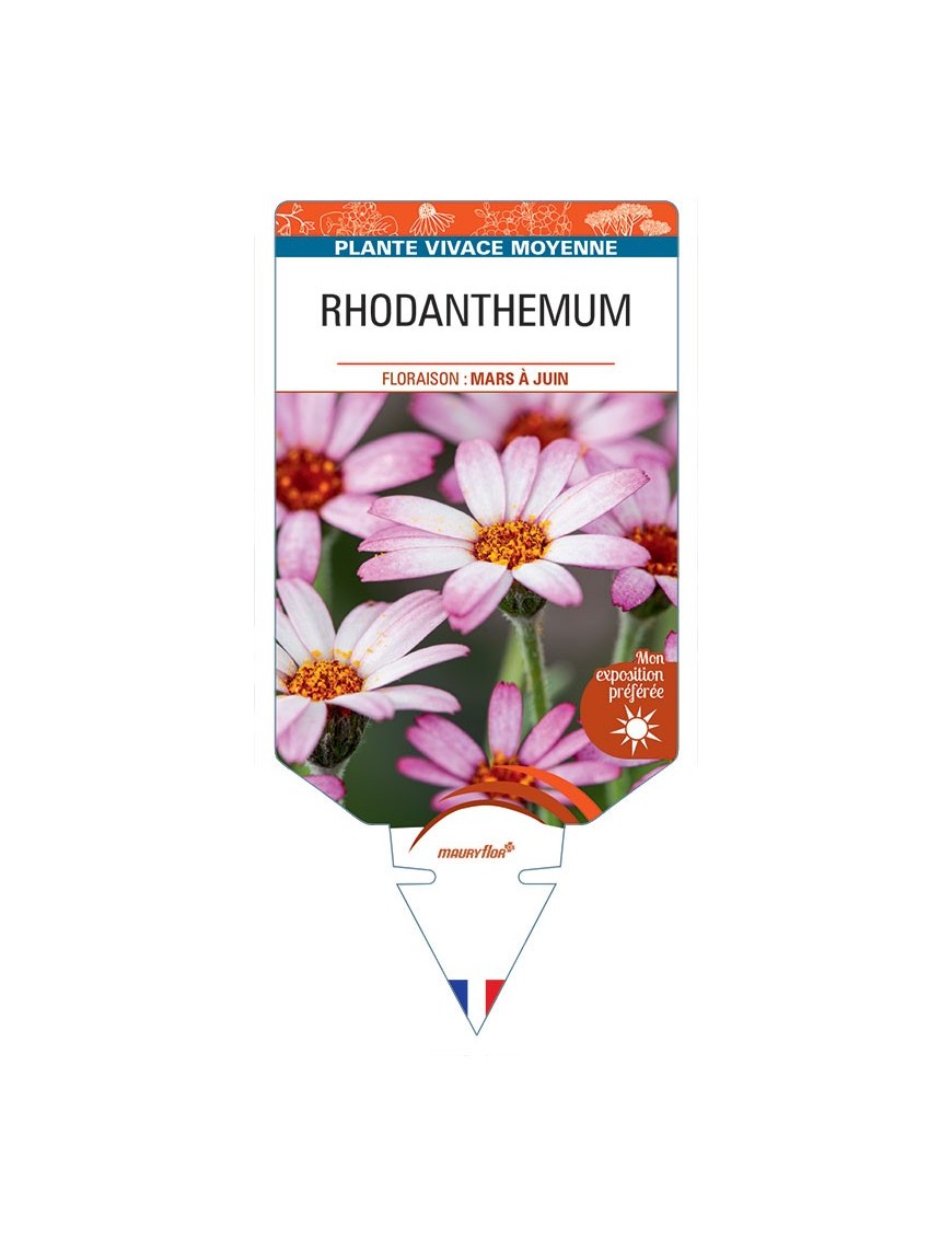 RHODANTHEMUM (rose)