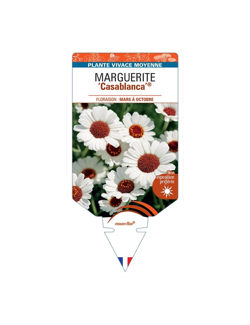 RHODANTHEMUM Casablanca voir Marguerite