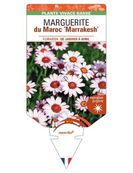 RHODANTHEMUM hosmariense Marrakesh voir Marguerite du Maroc