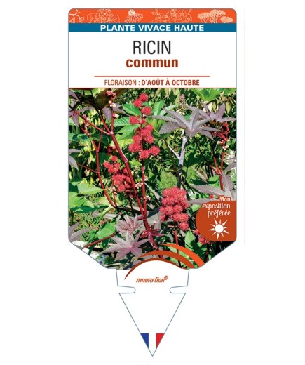 RICIN commun