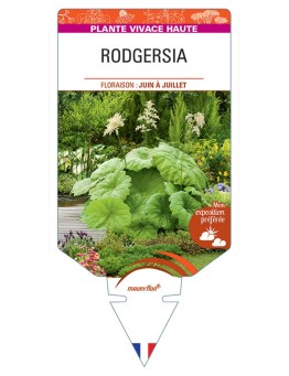 RODGERSIA TABULARIS (blanc)