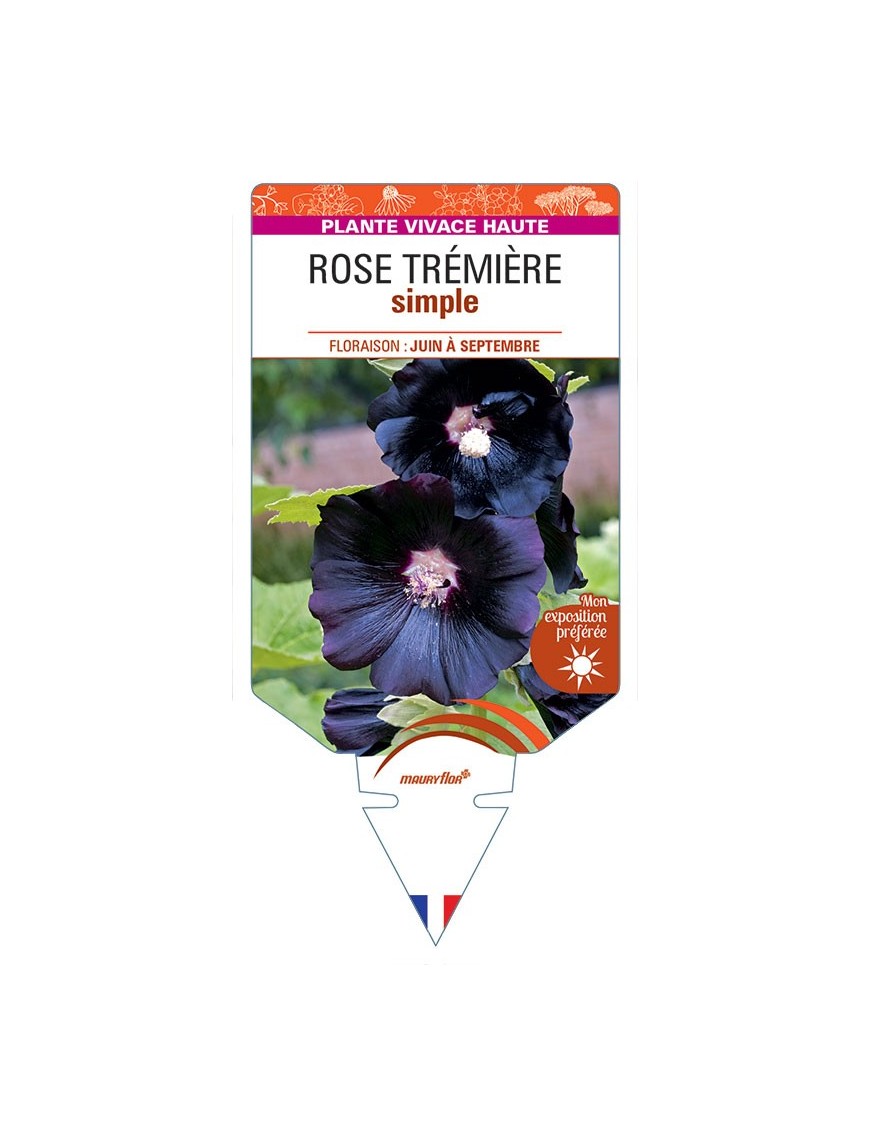 Rose Trémière SIMPLE (noir)
