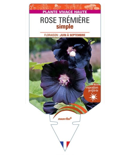 Rose Trémière SIMPLE (noir)