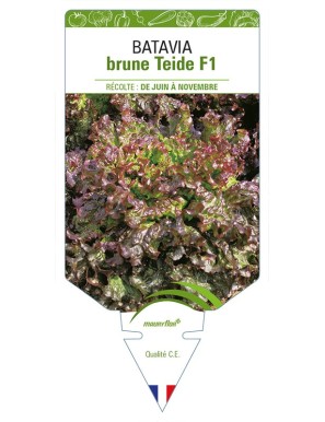 Batavia brune Teide F1 (Laitue)