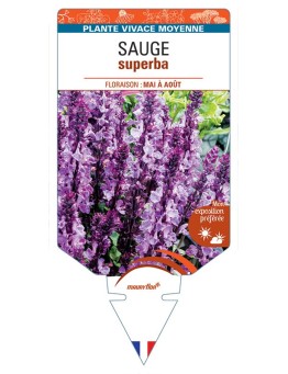 SALVIA SUPERBA voir SAUGE (rose) *