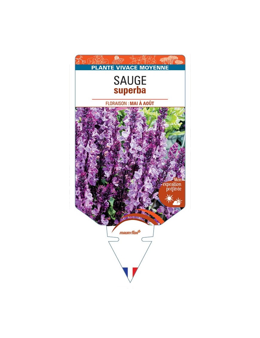 SALVIA SUPERBA voir SAUGE (rose) *