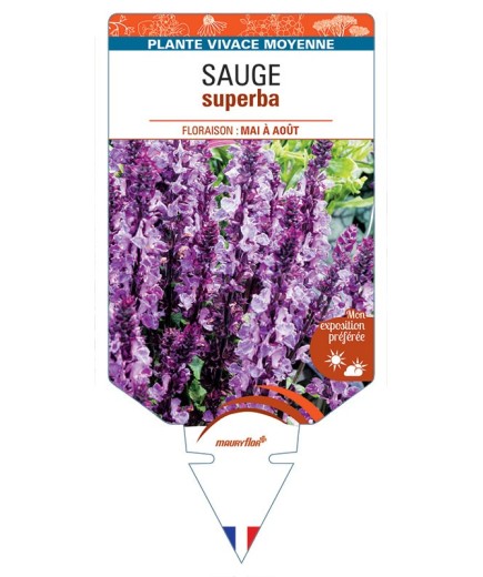 SALVIA SUPERBA voir SAUGE (rose) *
