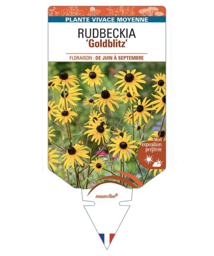 Rudbeckia (fulgida) Goldblitz