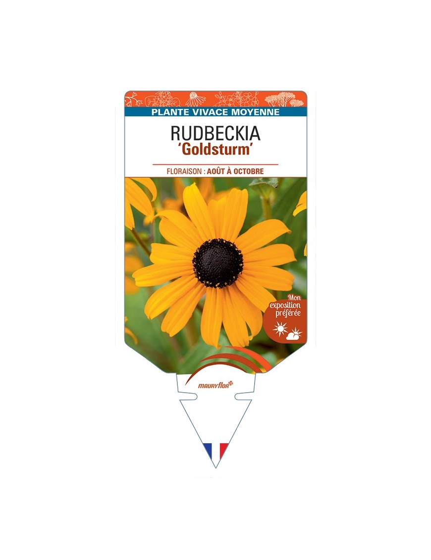 Rudbeckia (fulgida) Goldsturm