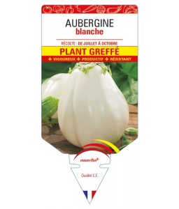 Aubergine blanche Plant greffé