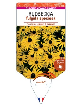 Rudbeckia (fulgida) jaune speciosa