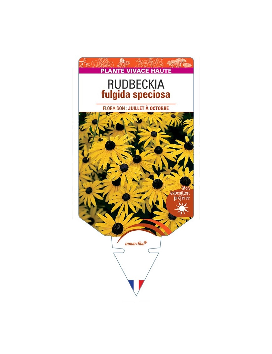 Rudbeckia (fulgida) jaune speciosa