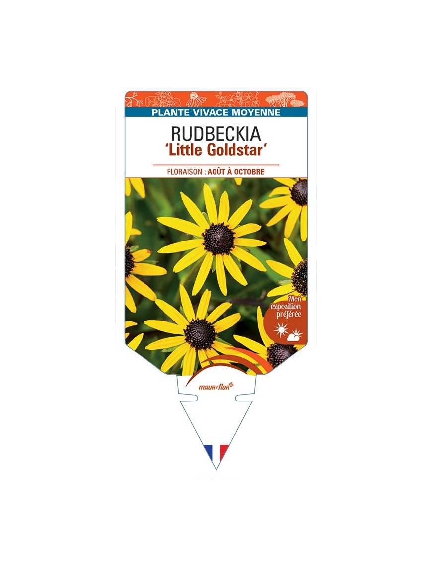 Rudbeckia (fulgida) Little Goldstar