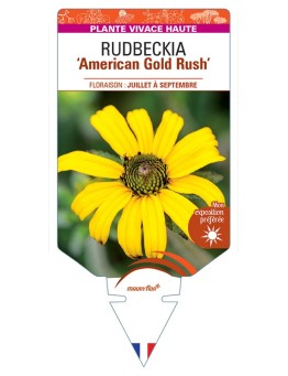 Rudbeckia (fulgidas) American Gold Rush