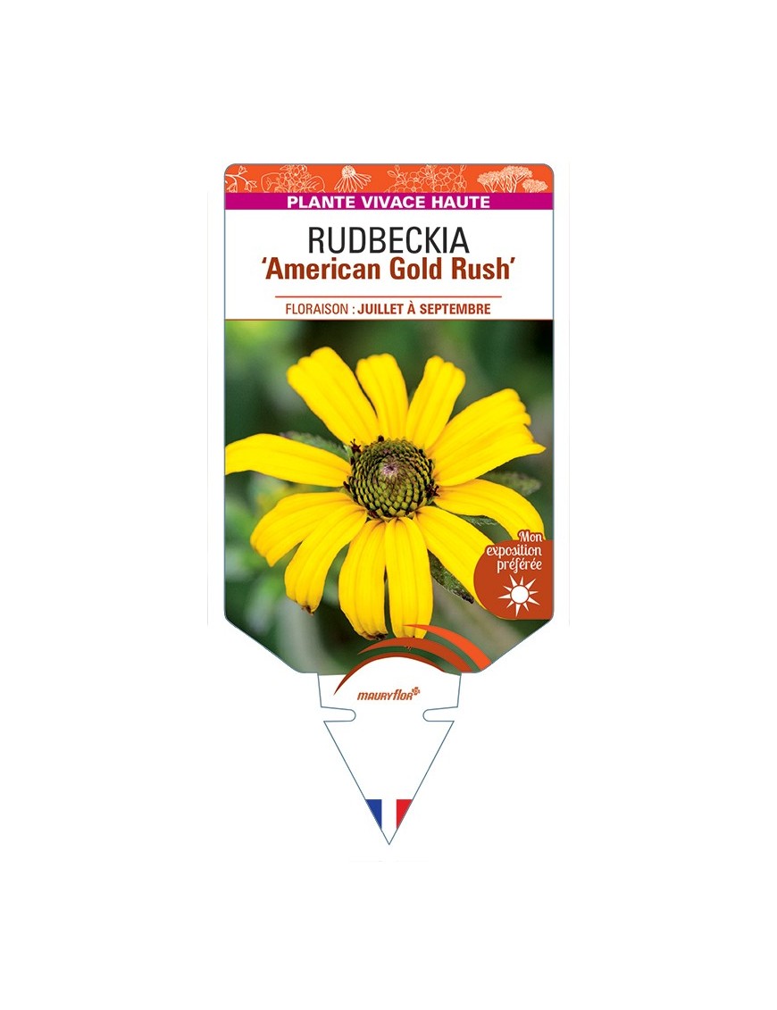 Rudbeckia (fulgidas) American Gold Rush
