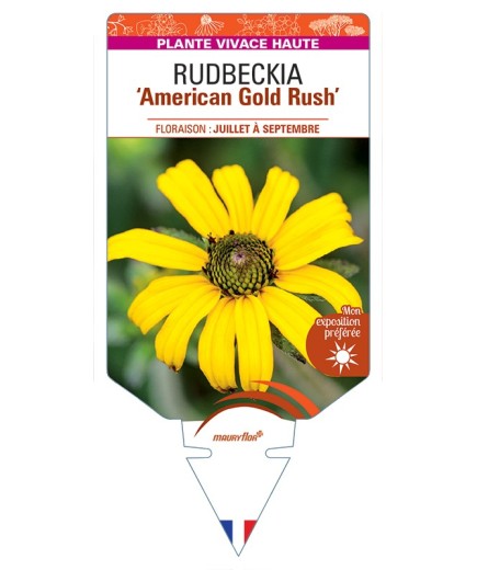 Rudbeckia (fulgidas) American Gold Rush