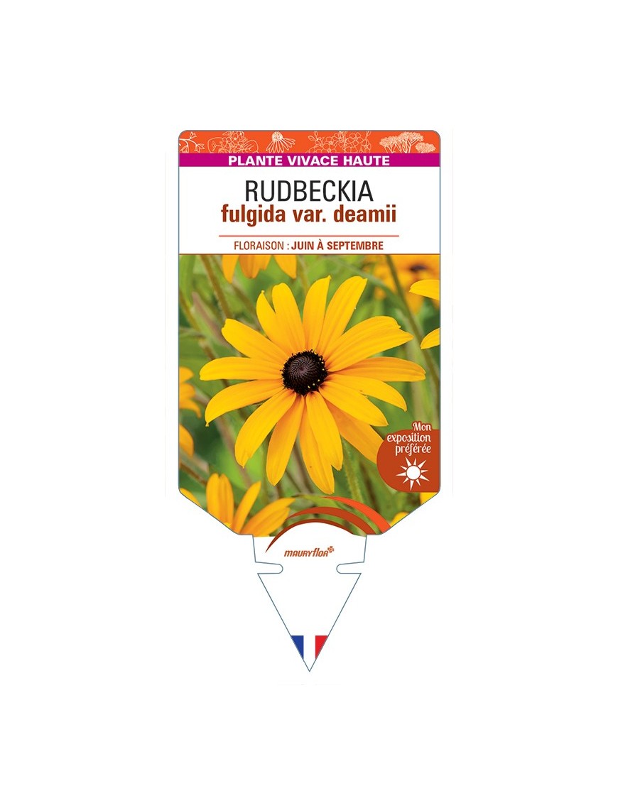 Rudbeckia fulgida var. deamii