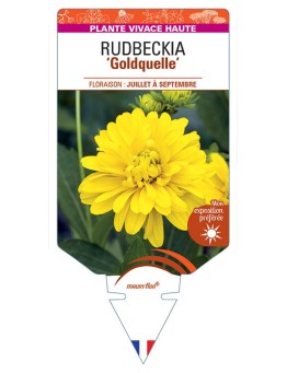Rudbeckia LACINIATA GOLDQUELLE