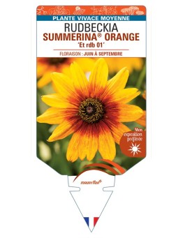 Rudbeckia SUMMERINA® ORANGE Et rdb 01