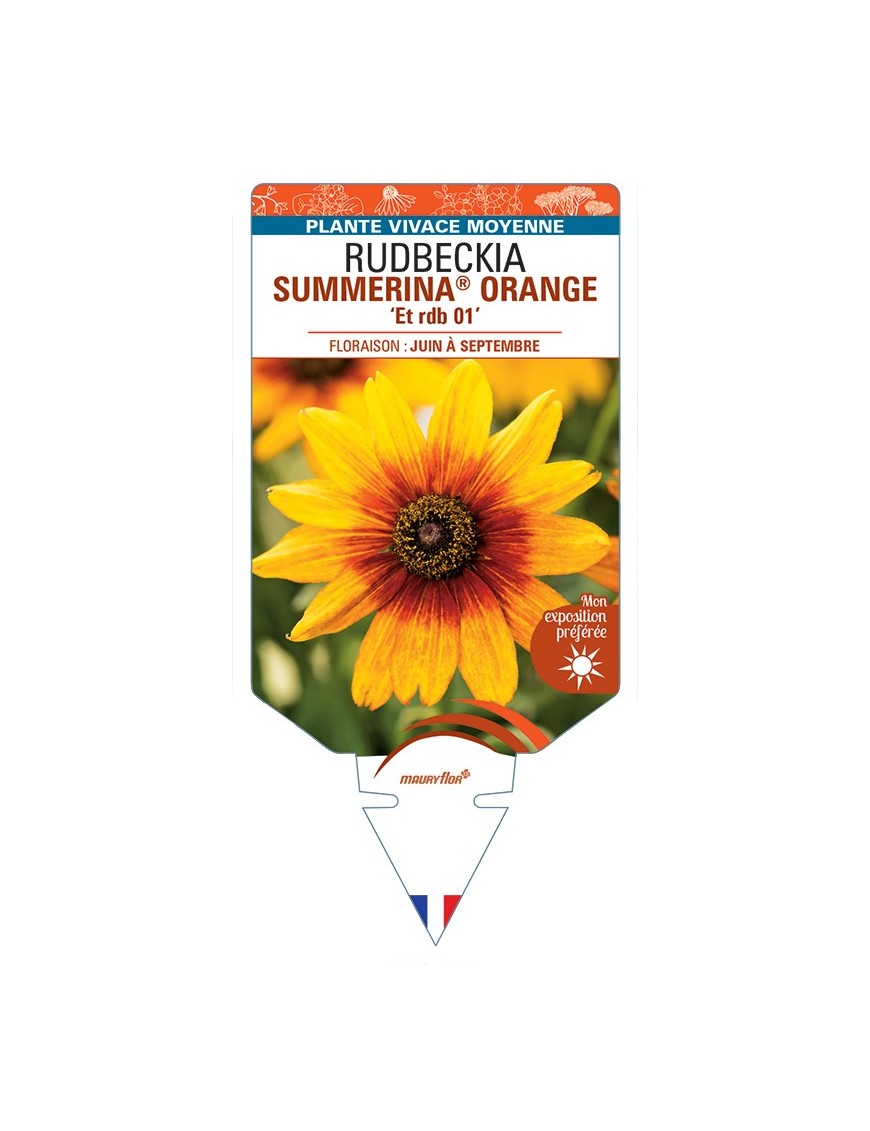 Rudbeckia SUMMERINA® ORANGE Et rdb 01