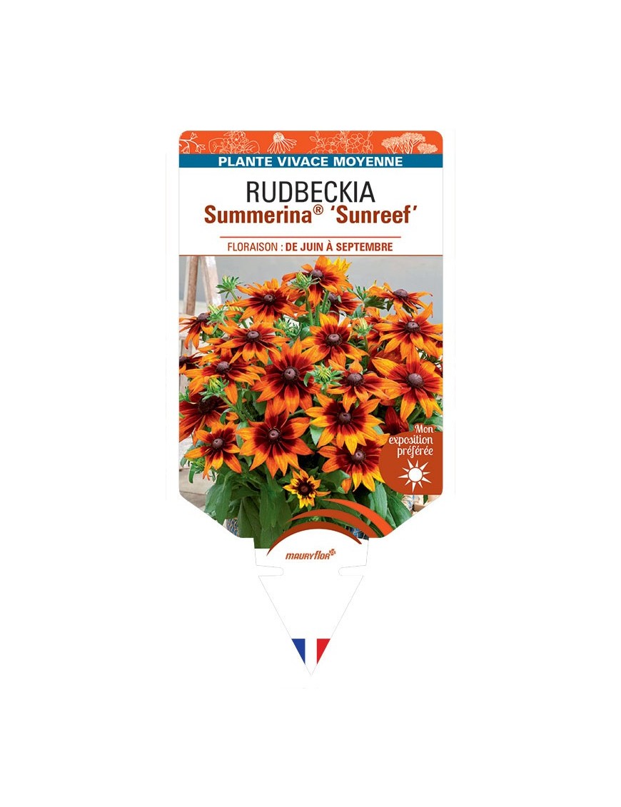 Rudbeckia SUMMERINA® SUNREEF