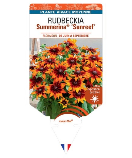 Rudbeckia SUMMERINA® SUNREEF