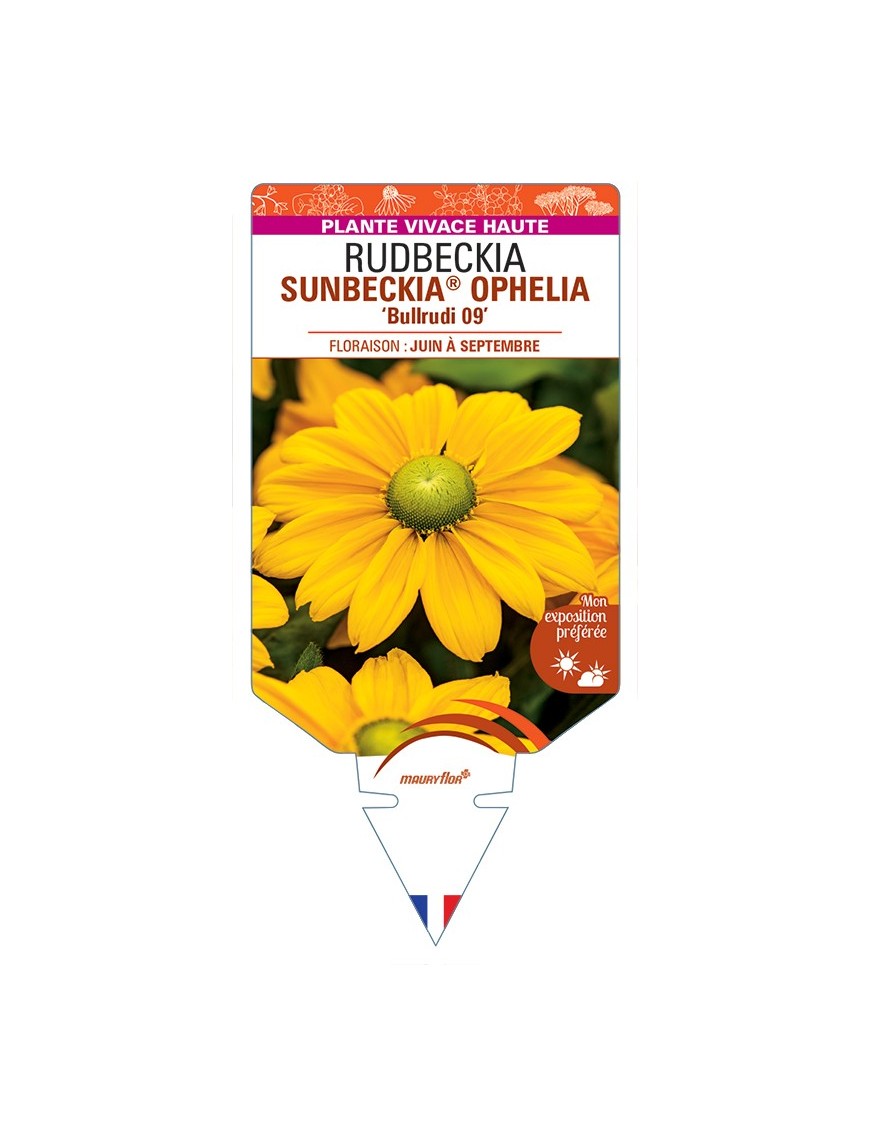 Rudbeckia SUNBECKIA® OPHELIA Bullrudi 09
