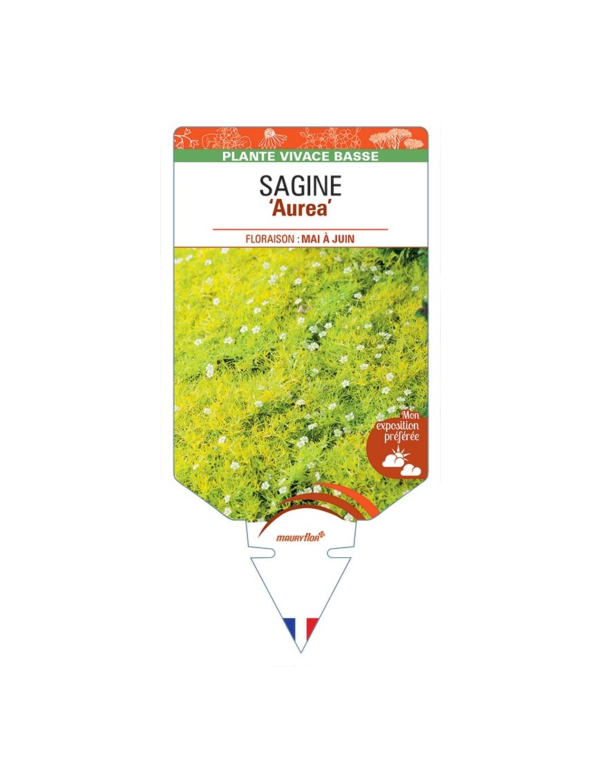 SAGINA (subulata) Aurea