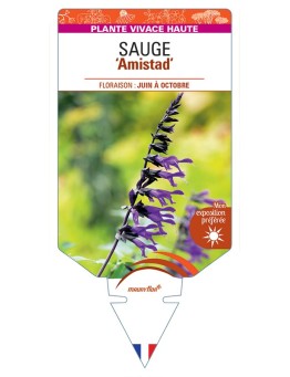 SALVIA Amistad voir Sauge