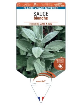 SALVIA apiana voir Sauge blanche